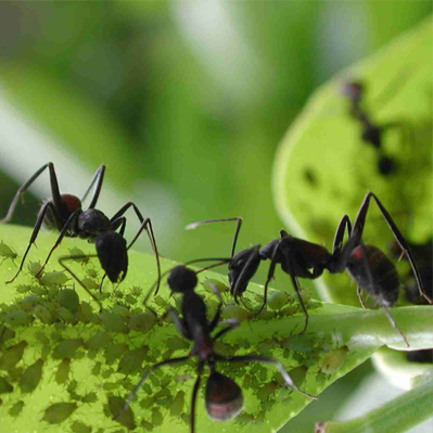 field-ant
